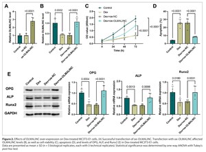 Figure from article: OLMALINC alleviates...
