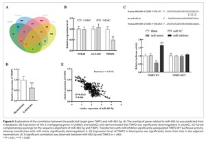 Figure from article: miR-483-5p promotes uterine...