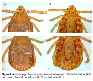 Figure from article: New records of...
